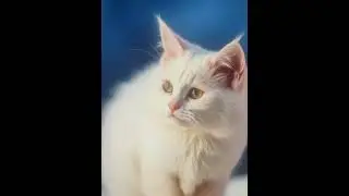Il pifferaio e i gatto che non udiva