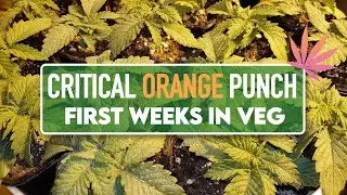 Critical Orange Punch - First weeks in Vegatative stage - Cannabis Grow s04e02