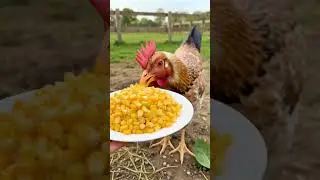 Gym, Diet, Repeat! Watch the world's first fitness-freak hen in action.