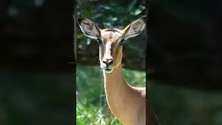 Kruger's Careful Chew: Impala Processes Food While on Guard!