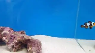 Black Ice Clownfish