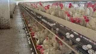 Poultry Farming Business in a Pakistan | Layer Chicks | Hen Farming | Layer Farming | Part 59