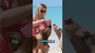 You Can Swim with Pigs in the Bahamas #PigBeach