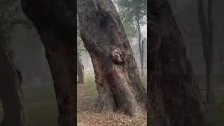 1 st day of fog - 14 Dec 25 