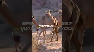 🏃&zwj;♀️ Run Petra 2026 &ndash; Marathon & 25K Registration Open!