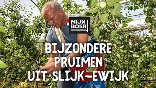 Mijnboer teler Frederik Bunt (pruimenteler)