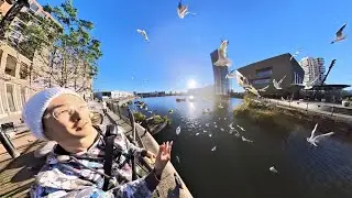 😍 Gorgeous aerial feeding frenzy | 4K 360 ('advanced' for max quality)