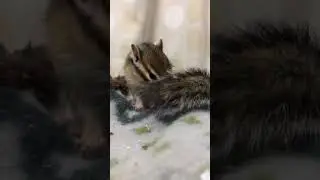 Smart chipmunk.