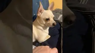 Some Advice From Buddy The Chihuahua #awesome #sweet #advice