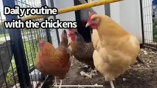 Daily care for chickens #chicken #farm #farming #cute #funny #fun 