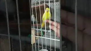 ITS NOT HARD TO TRAIN YOUR BIRD