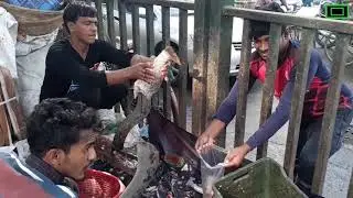 Fish Cutting Skill at Karwan Bazar, Dhaka
