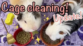 Daily Cage Cleaning Routine - Come Clean With me! - Guinea pig