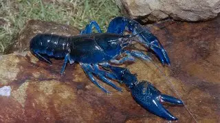 Lobsters: The Ocean's Coolest Creatures!