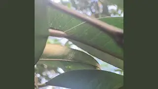 Aku bernyanyi