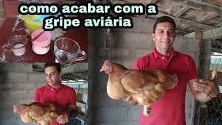 Como combater gripe aviária com medicamentos caseiro | canal da Pathy