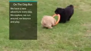 Professional Dog Walkers in Altrincham Ted & Tess Tug of Fresbee