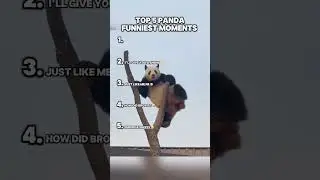 TOP 5 PANDA FUNNIEST MOMENTS #panda #zoo #animal #funny #cute #fyp #viral #shorts #wildlife #lol
