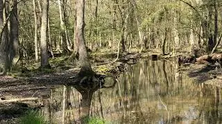 The soothing sounds of Spring Peepers On Delmarva- One Hour