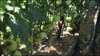 El Huerto del Abuelo - El Huerto en plena temporada