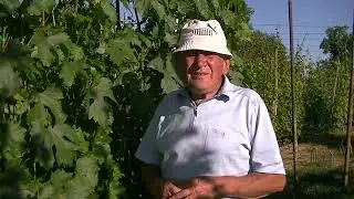 Feeding vegetative seedlings with yeast.