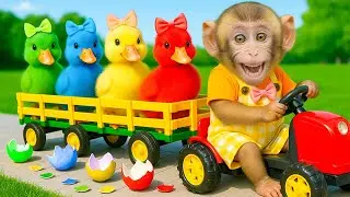 El mono BinBin se convierte en superh&eacute;roe y rescata a un patito en peligro | MONO BINBIN ANIMAL