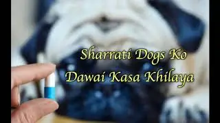 How to force feed medicine to your pet (SAFE AND EASY WAY)