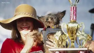 In Other News | This poodle was named the world's ugliest dog