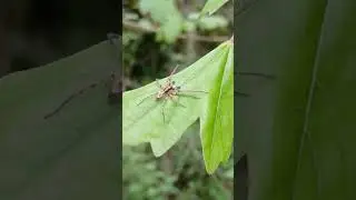 Buzzing spider (Anyphaena accentuata) drumming in France