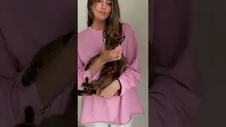Соболинная ляля🤭 #burmesecat #kitten #browncat