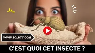 Charan&ccedil;ons : Quels sont ces petits insectes avec une trompe dans votre cuisine ?