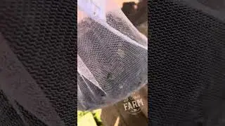 Making Compost Tea with my Worm Castings