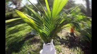 What to know about Palm Tree cold Tolerance