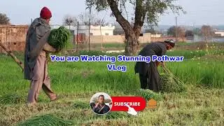 Evening village routine ! Village Life of Punjab Pothwar ! Pothwari rural life of Punjab