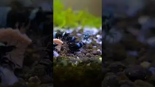 Project Shadow Panda part 2🦐 #aquarium #shrimp #caridina #fishtank