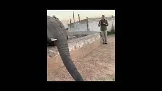 An elephant says, 
