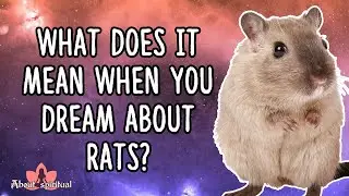 What Does It Mean When You Dream About Rats | Spiritual Meaning Of Rat Dream | Dreaming Of Rats