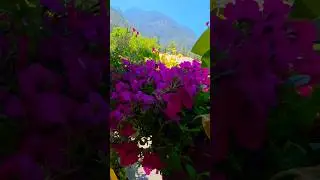 Summer blooms in Winthrop