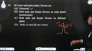 In Castor and maize plant, flowers are....