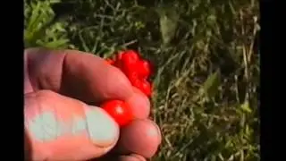 Conoscere le piante velenose: Aurum Italicum