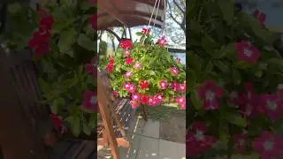 Dicots Class Magnoliopsida #gardenflowers #youtubeshorts #trandingshorts #flowers #shorts