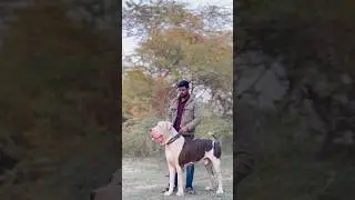 Pakistani Bully Kutta #viral #trending #trend #youtubeshorts #youtube #viralvideo #animals #dog