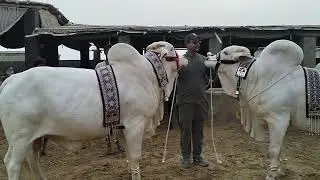 Please subscribe my YouTube channel like share karo ❤️🐄 Tara sitara ka video taiyar hone wali#2k25
