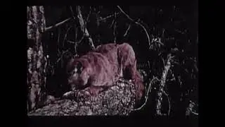 The Legend of Bigfoot (1975) | Documentary Adventure exploring the Sasquatch myth