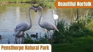 Discover The Beauty of Pensthorpe Nature Reserve!