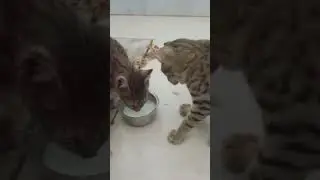 cat 🐈😺 brother is eating in milk 🍼 two in one fighting in home 🏡#cat #bagadbilla #brother #shorts