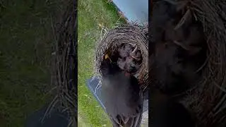 Day 3 Robin nest. #birds #robin #nestingbird #nest #mom #dad #wisconsin #woods #nature