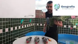 Explicação do experimento - Importância das matas ciliares - 7° Ano