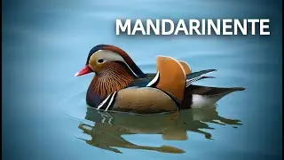 MANDARINENTE 💮Zwitscherportrait💮 kleinfein -- Vogelstimmen - Vogelportrait - Steckbrief