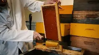EXTRACTION DE MIEL APICULTURE DOUCE